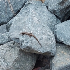 Eulamprus heatwolei (Yellow-bellied Water Skink) at Tennent, ACT - 22 Jan 2023 by GirtsO