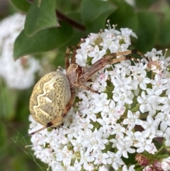 Araneus hamiltoni (Hamilton's Orb Weaver) at Mittagong - 21 Jan 2023 by GlossyGal