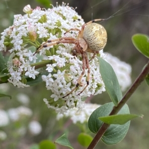Araneus hamiltoni at Mittagong, NSW - 21 Jan 2023