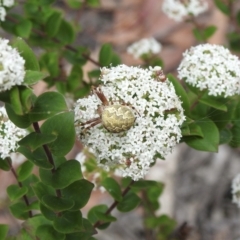 Araneus hamiltoni at Mittagong, NSW - 21 Jan 2023