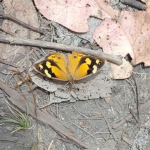 Heteronympha merope at Tennent, ACT - 22 Jan 2023 02:00 PM