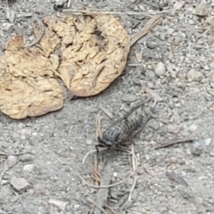 Cicadettini sp. (tribe) (Cicada) at Tennent, ACT - 22 Jan 2023 by GirtsO