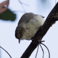 Acanthiza reguloides (Buff-rumped Thornbill) at Mulligans Flat - 10 Jan 2023 by KorinneM