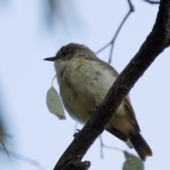 Acanthiza reguloides at Throsby, ACT - 10 Jan 2023