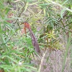 Harpobittacus (genus) (Hangingfly) at Tennent, ACT - 22 Jan 2023 by GirtsO
