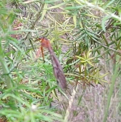 Harpobittacus (genus) (Hangingfly) at Tennent, ACT - 22 Jan 2023 by GirtsO