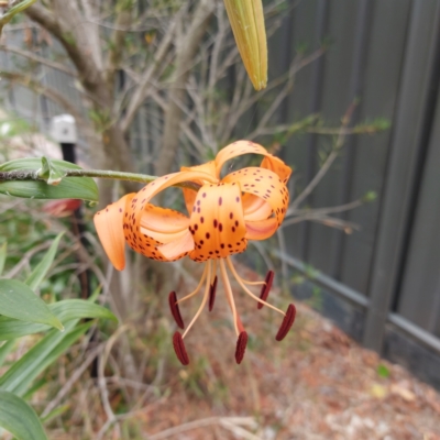 Unidentified Lily or Iris at Kambah, ACT - 21 Jan 2023 by GirtsO