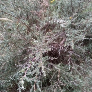 Leptospermum myrtifolium at Cooma, NSW - 22 Jan 2023 02:33 PM