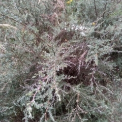 Leptospermum myrtifolium (Myrtle Teatree) at Cooma North Ridge Reserve - 22 Jan 2023 by mahargiani