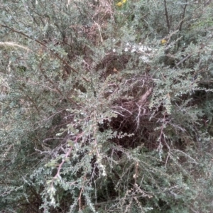 Leptospermum myrtifolium at Cooma, NSW - 22 Jan 2023