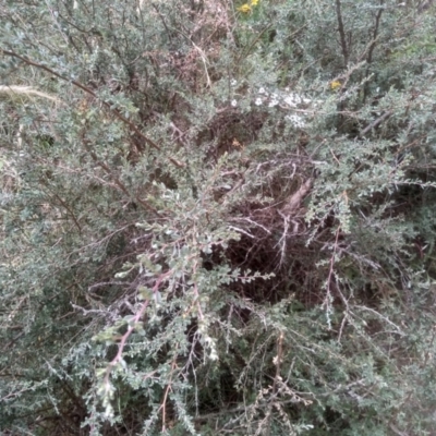 Leptospermum myrtifolium (Myrtle Teatree) at Cooma North Ridge Reserve - 22 Jan 2023 by mahargiani