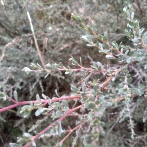 Leptospermum myrtifolium at Cooma, NSW - 22 Jan 2023 02:33 PM