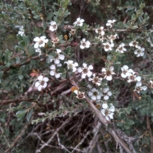 Leptospermum myrtifolium at Cooma, NSW - 22 Jan 2023 02:33 PM