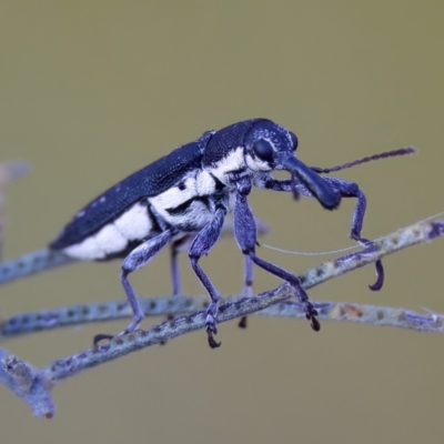 Rhinotia sp. in brunnea-group (A belid weevil) at Mulligans Flat - 10 Jan 2023 by KorinneM