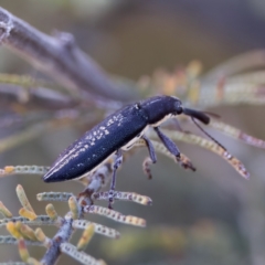 Rhinotia sp. in brunnea-group at Throsby, ACT - 10 Jan 2023 07:45 PM