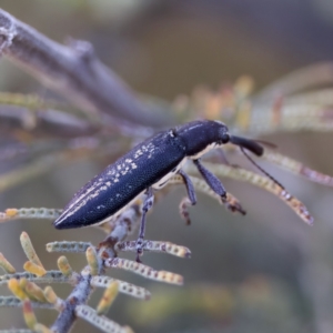 Rhinotia sp. in brunnea-group at Throsby, ACT - 10 Jan 2023 07:45 PM