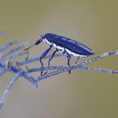 Rhinotia sp. in brunnea-group at Throsby, ACT - 10 Jan 2023 07:45 PM