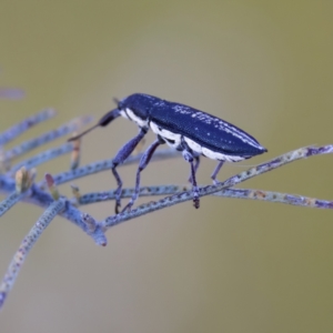 Rhinotia sp. in brunnea-group at Throsby, ACT - 10 Jan 2023 07:45 PM