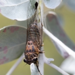 Galanga labeculata (Double-spotted cicada) at Higgins, ACT - 22 Jan 2023 by AlisonMilton