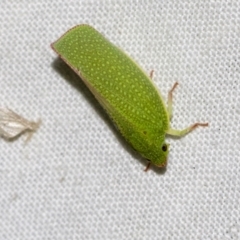 Siphanta acuta at Higgins, ACT - 28 Dec 2022 08:43 PM