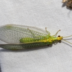 Chrysopidae (family) at Higgins, ACT - 28 Dec 2022 07:48 AM