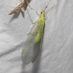 Chrysopidae (family) at Higgins, ACT - 28 Dec 2022 07:48 AM