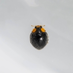 Apolinus lividigaster (Yellow Shouldered Ladybird) at Jerrabomberra, NSW - 21 Jan 2023 by MarkT