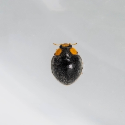 Apolinus lividigaster (Yellow Shouldered Ladybird) at QPRC LGA - 21 Jan 2023 by MarkT