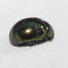 Callidemum hypochalceum (Hop-bush leaf beetle) at Hawker, ACT - 27 Dec 2022 by AlisonMilton