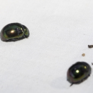 Callidemum hypochalceum at Hawker, ACT - 28 Dec 2022 07:52 AM