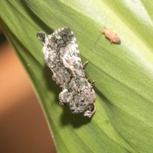 Aedia leucomelas acronyctoides at Higgins, ACT - 28 Dec 2022 07:48 AM