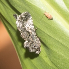 Aedia leucomelas acronyctoides at Higgins, ACT - 28 Dec 2022 07:48 AM