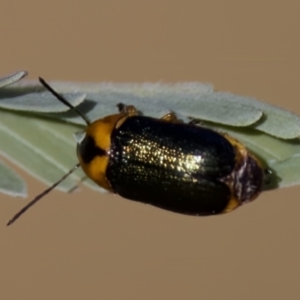 Aporocera (Aporocera) consors at Forde, ACT - 10 Jan 2023