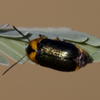 Aporocera (Aporocera) consors (A leaf beetle) at Mulligans Flat - 10 Jan 2023 by KorinneM