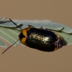 Aporocera (Aporocera) consors (A leaf beetle) at Forde, ACT - 10 Jan 2023 by KorinneM