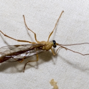 Netelia sp. (genus) at Higgins, ACT - 28 Dec 2022