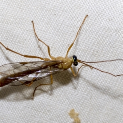 Netelia sp. (genus) (An Ichneumon wasp) at Higgins, ACT - 28 Dec 2022 by AlisonMilton