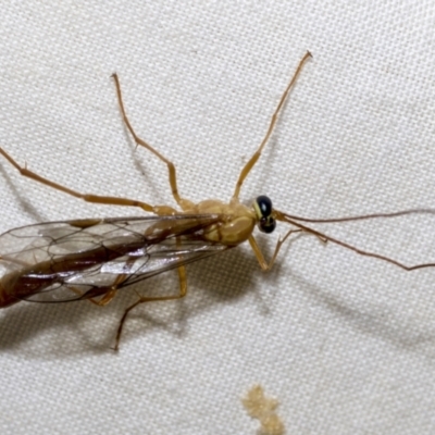 Netelia sp. (genus) (An Ichneumon wasp) at Higgins, ACT - 27 Dec 2022 by AlisonMilton