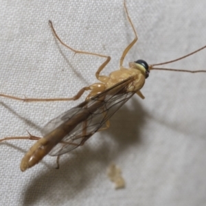 Netelia sp. (genus) at Higgins, ACT - 28 Dec 2022