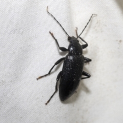 Homotrysis sp. (genus) (Darkling beetle) at Higgins, ACT - 27 Dec 2022 by AlisonMilton