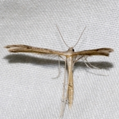 Stenoptilia zophodactylus (Dowdy Plume Moth) at Higgins, ACT - 28 Dec 2022 by AlisonMilton