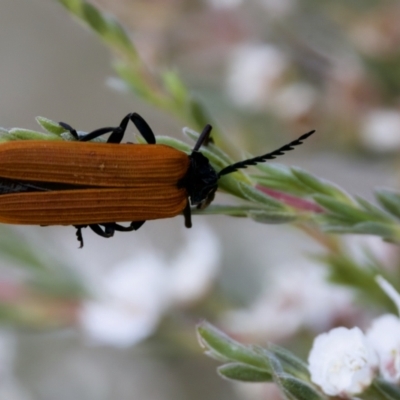 Porrostoma rhipidium (Long-nosed Lycid (Net-winged) beetle) at Mulligans Flat - 10 Jan 2023 by KorinneM