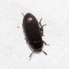 Uloma (Uloma) sanguinipes (Darkling beetle) at Higgins, ACT - 28 Dec 2022 by AlisonMilton