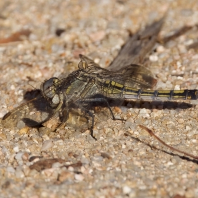 Orthetrum caledonicum (Blue Skimmer) at Mulligans Flat - 10 Jan 2023 by KorinneM