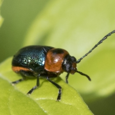 Aporocera (Aporocera) cyanipennis (Leaf beetle) at Higgins, ACT - 22 Jan 2023 by AlisonMilton