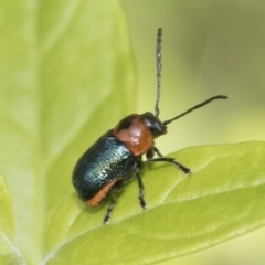 Aporocera (Aporocera) cyanipennis at Higgins, ACT - 22 Jan 2023 12:44 PM