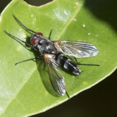 Sumpigaster sp. (genus) (A bristle fly) at Higgins, ACT - 20 Jan 2023 by AlisonMilton