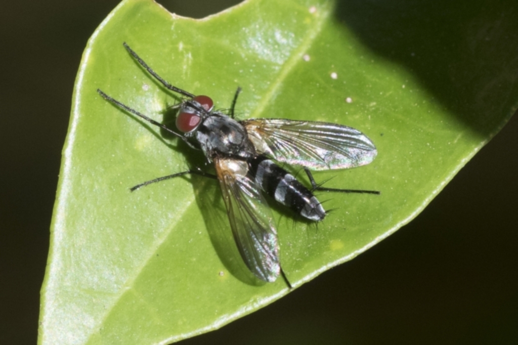 Sumpigaster sp. (genus) at Higgins, ACT - 21 Jan 2023