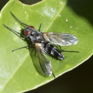Sumpigaster sp. (genus) at Higgins, ACT - 21 Jan 2023