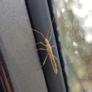 Mutusca brevicornis at Barton, ACT - 21 Jan 2023